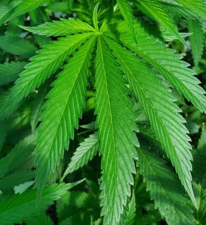 Image post by @TheGrowDoctorOklahoma on Facebook