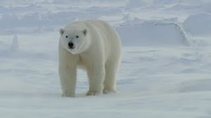 Video post by @bbcearth on YouTube