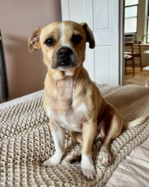 Image post by @heartsandbonesrescue on Instagram