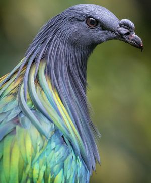Image post by @sandiegozoo on Instagram