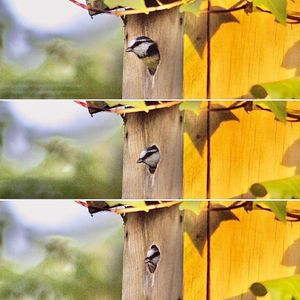 Image post by @rspb on Instagram