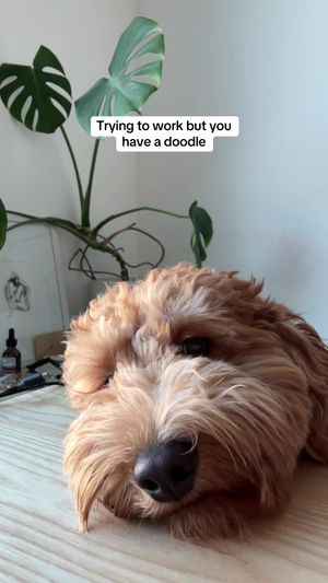 Video post by @tedflixnchill on TikTok