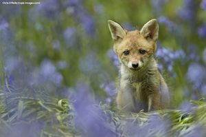 Image post by @rspb on Instagram