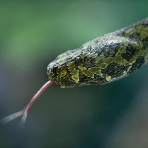 Image post by @sandiegozoo on Instagram