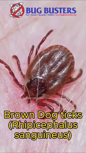 Video post by @bugbustersusa on TikTok