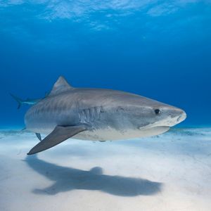 Image post by @discovery on Instagram