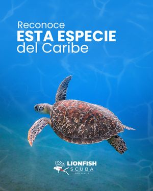 Image post by @lionfishscuba on Instagram