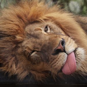 Image post by @sandiegozoo on Instagram