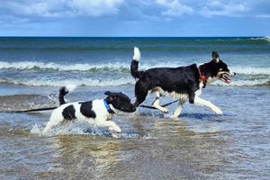 Image post by @triumphpetfood on Instagram