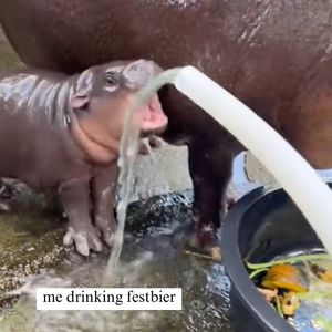 Image post by @sudwerkbrew on Instagram