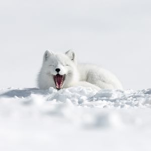Image post by @bbcearth on Instagram
