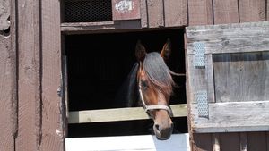 Image post by @nzhorseambulancetrust on Facebook