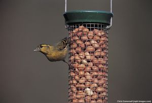Image post by @rspb on Instagram