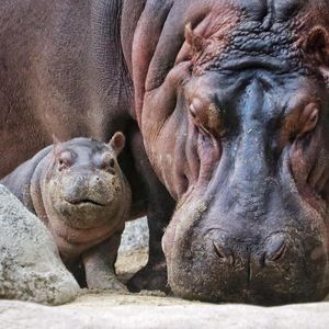 Image post by @sandiegozoo on Instagram