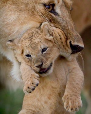 Image post by @bbcearth on Instagram