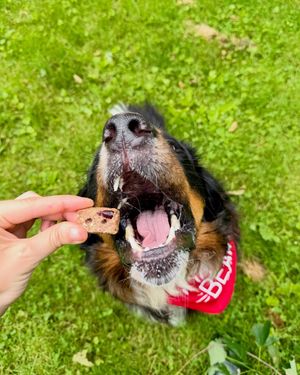Image post by @charlee_bear_dogtreats on Instagram