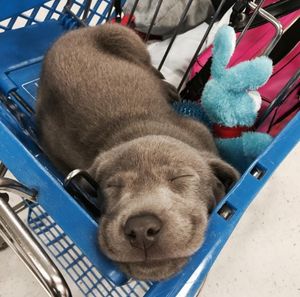 Image post by @PetSmart on Twitter