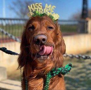 Image post by @doggiespubstatecollege on Instagram