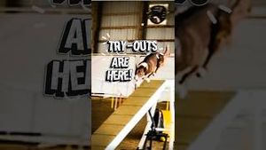 Video post by @dogsthat on YouTube
