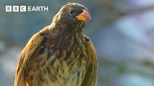 Video post by @bbcearth on YouTube