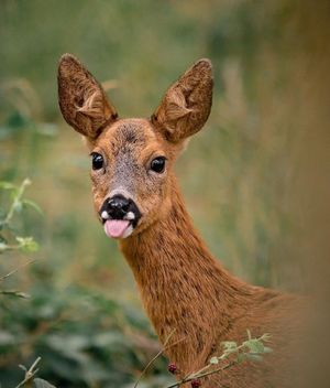 Image post by @rspb on Instagram