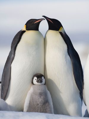 Image post by @animalplanet on Instagram