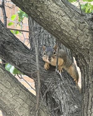 Image post by @squirrels.mizzou on Instagram