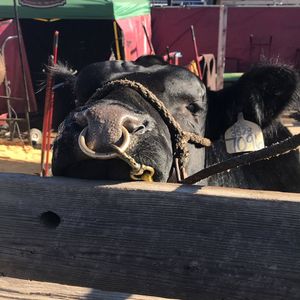 Image post by @nationalwestern on Instagram