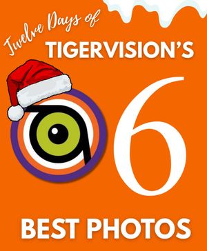 Image post by @cutigervision on Instagram