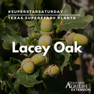 Image post by @txextension on Instagram
