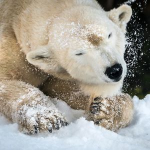 Image post by @sandiegozoo on Instagram