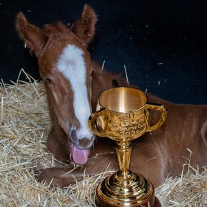 Image post by @flemingtonvrc on Instagram