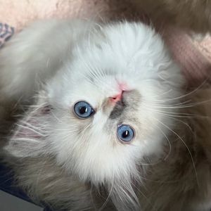 Image post by @brunrik.and.pyrene.ragdolls on Instagram