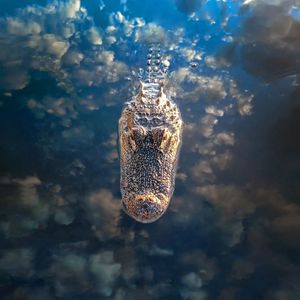 Image post by @discovery on Instagram