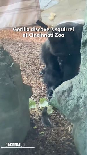 Video post by @Enquirer on Facebook