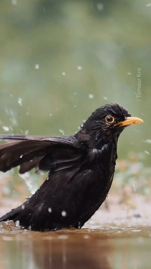 Video post by @bbcearth on Instagram