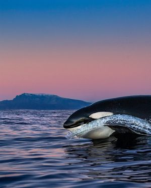 Image post by @paulnicklen on Instagram