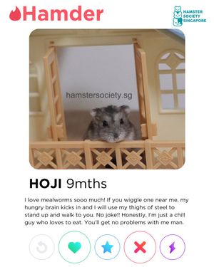 Image post by @hamstersociety.sg on Instagram