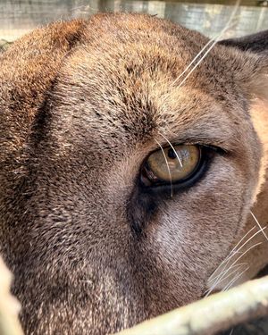 Image post by @thetorontozoo on Instagram