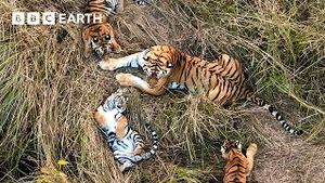 Video post by @bbcearth on YouTube