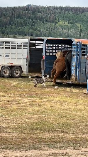 Video post by @Rodeo Girlies Club on Facebook