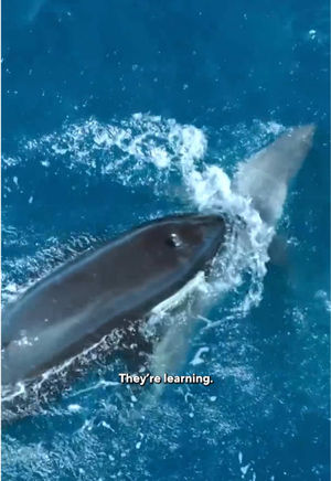 Video post by @60minutes on TikTok
