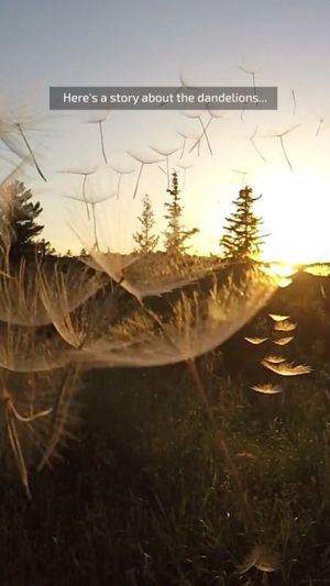 Video post by @leafyaffair on Instagram