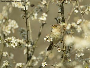 Image post by @rspb on Instagram