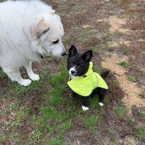 Image post by @northmeckanimalrescue on Instagram