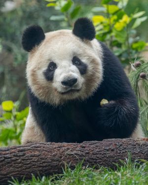 Image post by @sandiegozoo on Instagram