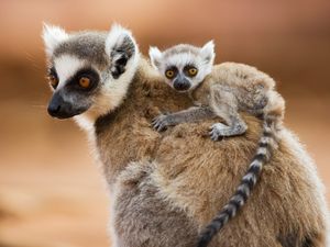 Image post by @animalplanet on Instagram