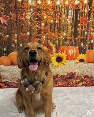 Image post by @dogtopiagr on Instagram