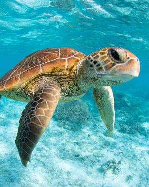 Image post by @oceana on Instagram
