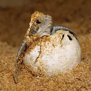 Image post by @animalplanet on Instagram